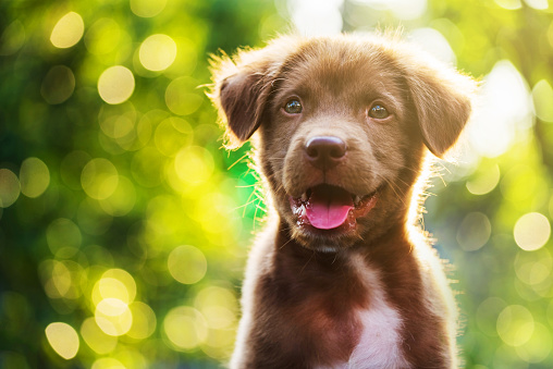 Portrait of brown cute Labrador retriever puppy with sunset bokeh abstract background