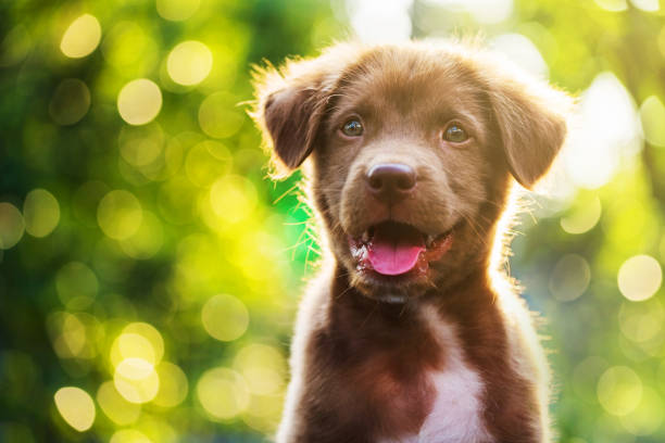 Portrait of brown cute Labrador retriever puppy with sunset bokeh abstract Portrait of brown cute Labrador retriever puppy with sunset bokeh abstract background cute puppy sitting stock pictures, royalty-free photos & images