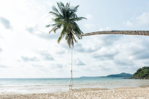 istock Beautiful tropical beach and coconut tree 646109260