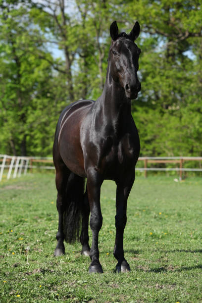 istock Beautiful kwpn stallion on pasturage 646109852
