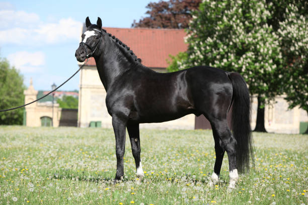 istock Nice black dutch warmblood with bridle 646112224