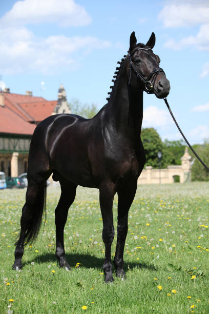 istock Nice black dutch warmblood with bridle 646112770