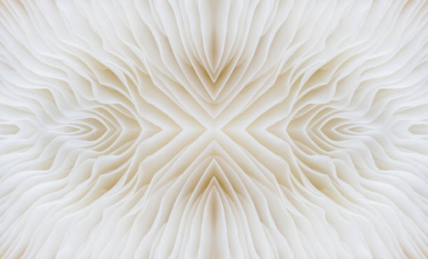 istock background macro image of Sajor-caju Mushroom 646113104