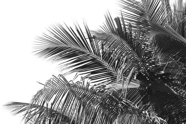 istock beautiful white and black coconut leaf on white background 646113584