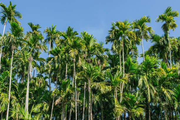 istock green Betel palm tree on blue sky background 646113736