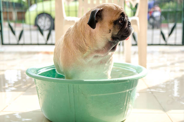 istock Wash the cute pug dog in basin 646113746
