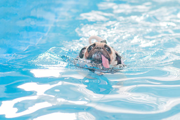 istock a cute dog Pug swim at a local public pool 646113776