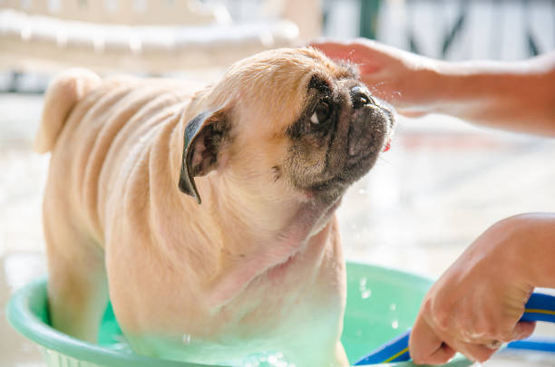 istock Cute pug dog wash body, taking a bath on basin by owner 646113796