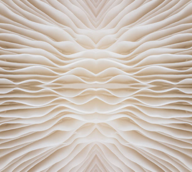 istock background macro image of Sajor-caju Mushroom 646116362