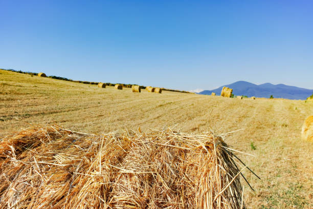 istock Round straw bales in harvested fields and blue sky 646116644