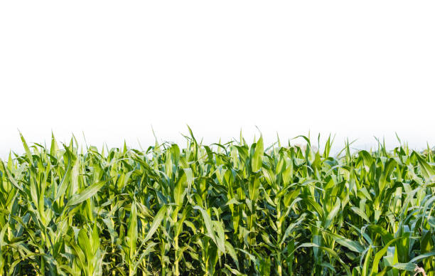 istock Green corn field in agricultural garden 646116748