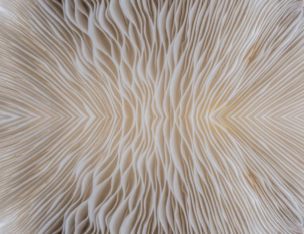 istock background macro image of Sajor-caju Mushroom 646116768