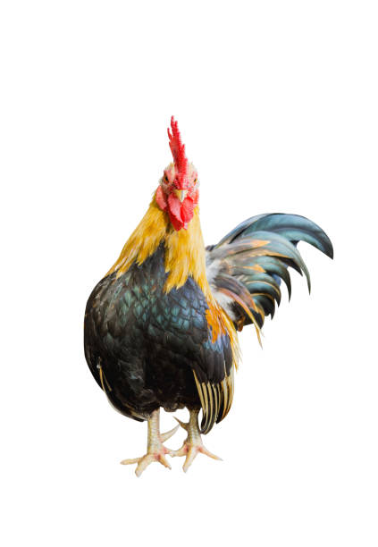 istock portrait of bantam chicken isolated on white background. 646117050