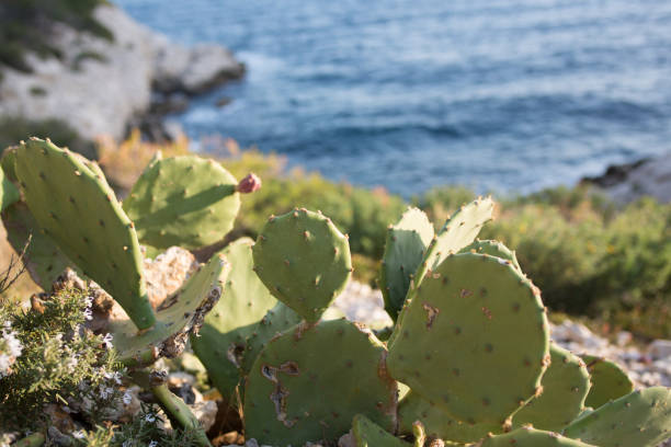istock Cactus facing the sea 646117994