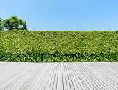 Green hedge with boardwalk