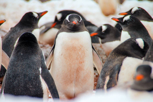 gentú penguins, la antártida - pebble gentoo penguin antarctica penguin fotografías e imágenes de stock