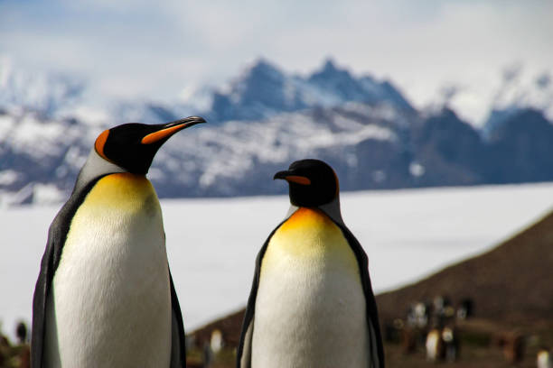istock King penguin, South Georgia, Antarctica 646124098