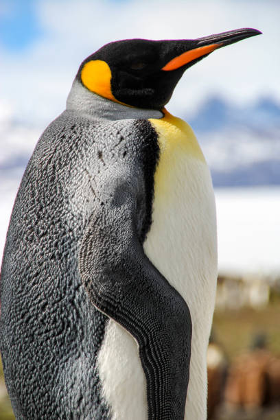 istock King penguin, South Georgia, Antarctica 646124118
