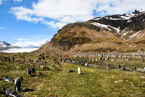 istock King penguin, South Georgia, Antarctica 646124150