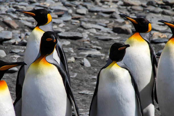 istock King penguin, South Georgia, Antarctica 646124184