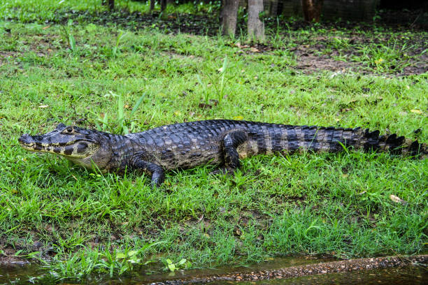 istock Yacare caiman, Pantanal, Brazil 646124768