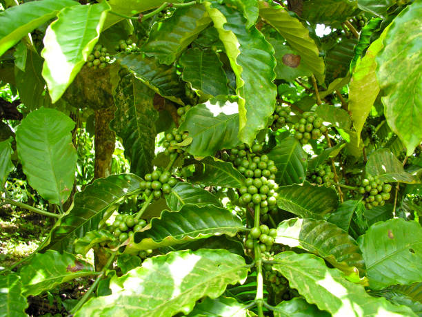 istock Coffee plant with coffee beans 646128068