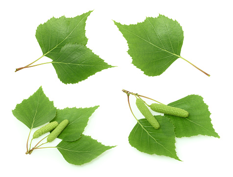 Close up of uncultivated leaves of oak tree. Concept for fall storytelling.