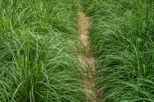 Lush green grass overgrowing the narrow path to Icking, near Wolfratshausen, Bavaria, Germany.