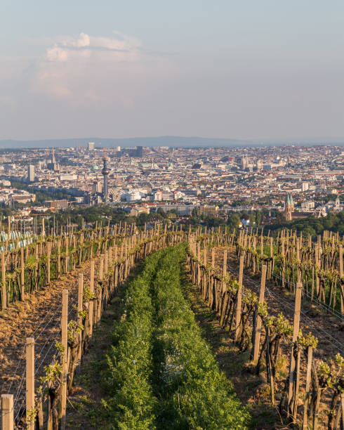 Wineries and Vineyards in Vienna Wineries in Vienna's kahlenberg at the start of the season before the vines have started producing grapes. Part of the Vienna skyline can be seen. vienna woods stock pictures, royalty-free photos & images