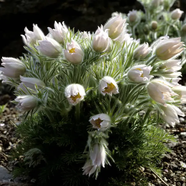 Pulsatilla alba; poisonous plant