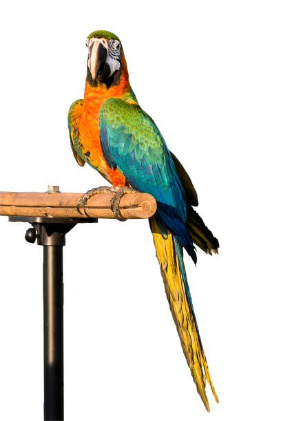istock beautiful hybrid macaw portrait on isolated background 646146902