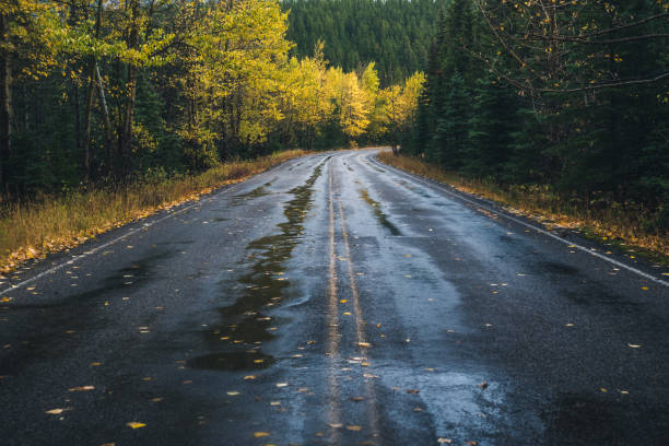istock Road leading to an autumn forest. 646150654