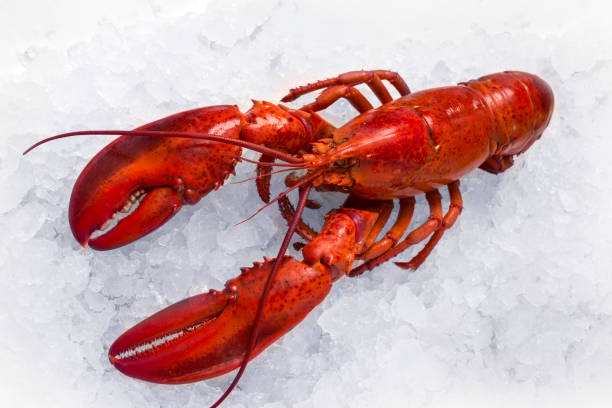 Lobster on wood, close up stock photo