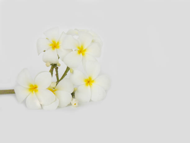 istock White plumeria flower 646154874