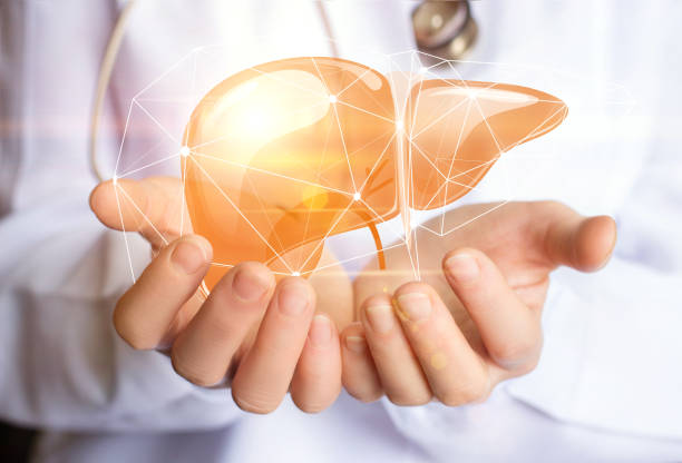 Support healthy liver. stock photo