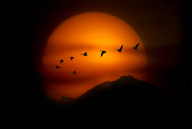 Formation of Canadian geese flying in formation  silhouetted against a setting sun with Cascade Mountain Range