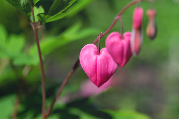 istock Two heart flower (Dicentra). Selective focus. Toning. Valentine's Day. 646161806