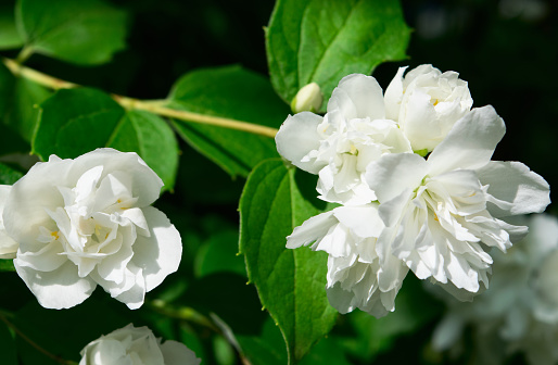 Two large white jasmine flower on a background of green leaves. Close-up, background.