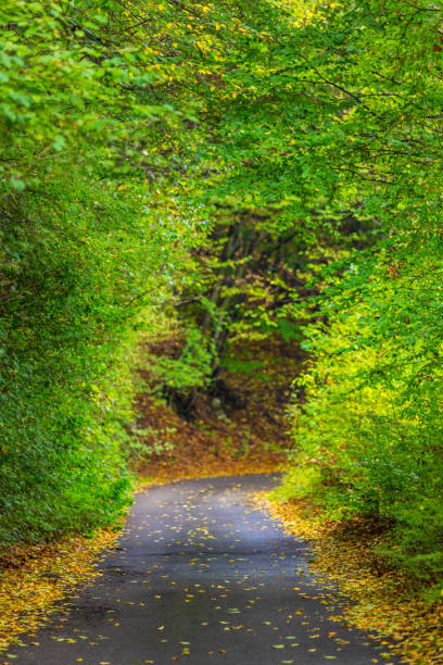 istock Autumn panorama in the mountains, in a remote rural area 646162254