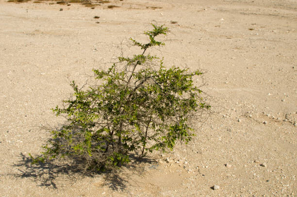 Desert landscape with a thorny desert plant and shrubs