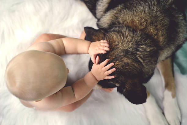 istock Baby Petting German Shepherd Dog 646167602