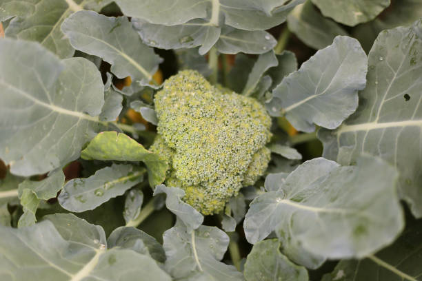 Head of Farm Fresh Broccolli in a Home Garden A head of farm fresh broccolli is ready to be harvested in a home garden in the summer. broccoli crowns stock pictures, royalty-free photos & images