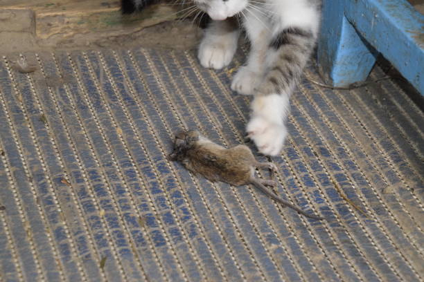 istock The cat caught the mouse. The cat eats the caught mouse. Home Hunter 646168390