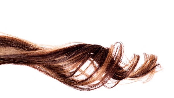 istock brown hair on white background 646173028