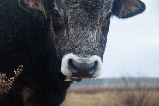 istock Dark grey bull head closeup 646173174