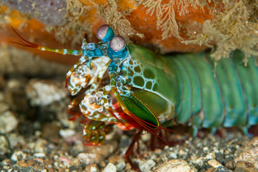 close up of a peacock mantis shrimp - odontodactylus scyllarus
