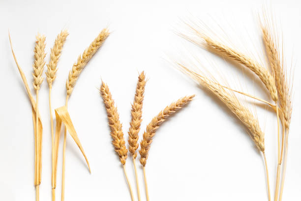Wheat and rye composition on white cardboard, close up