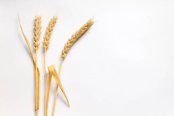 istock Wheat ears on white cardboard, close up 646176444