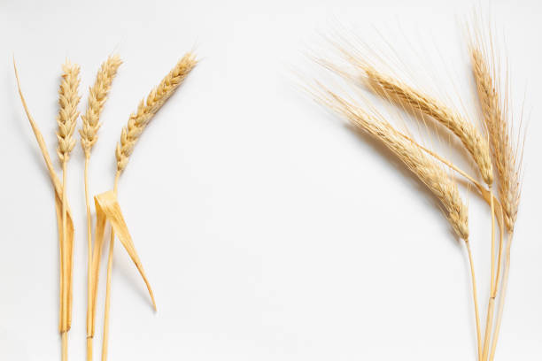 composición del trigo y el centeno en cartulina blanca, de cerca - espiga de trigo fotografías e imágenes de stock