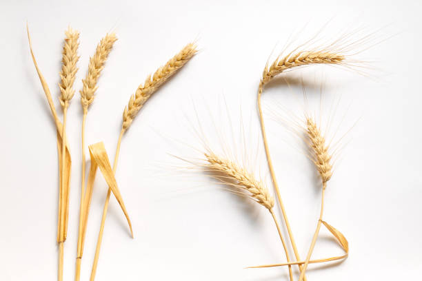 istock Soft and hard wheat composition on white cardboard, close up 646176456